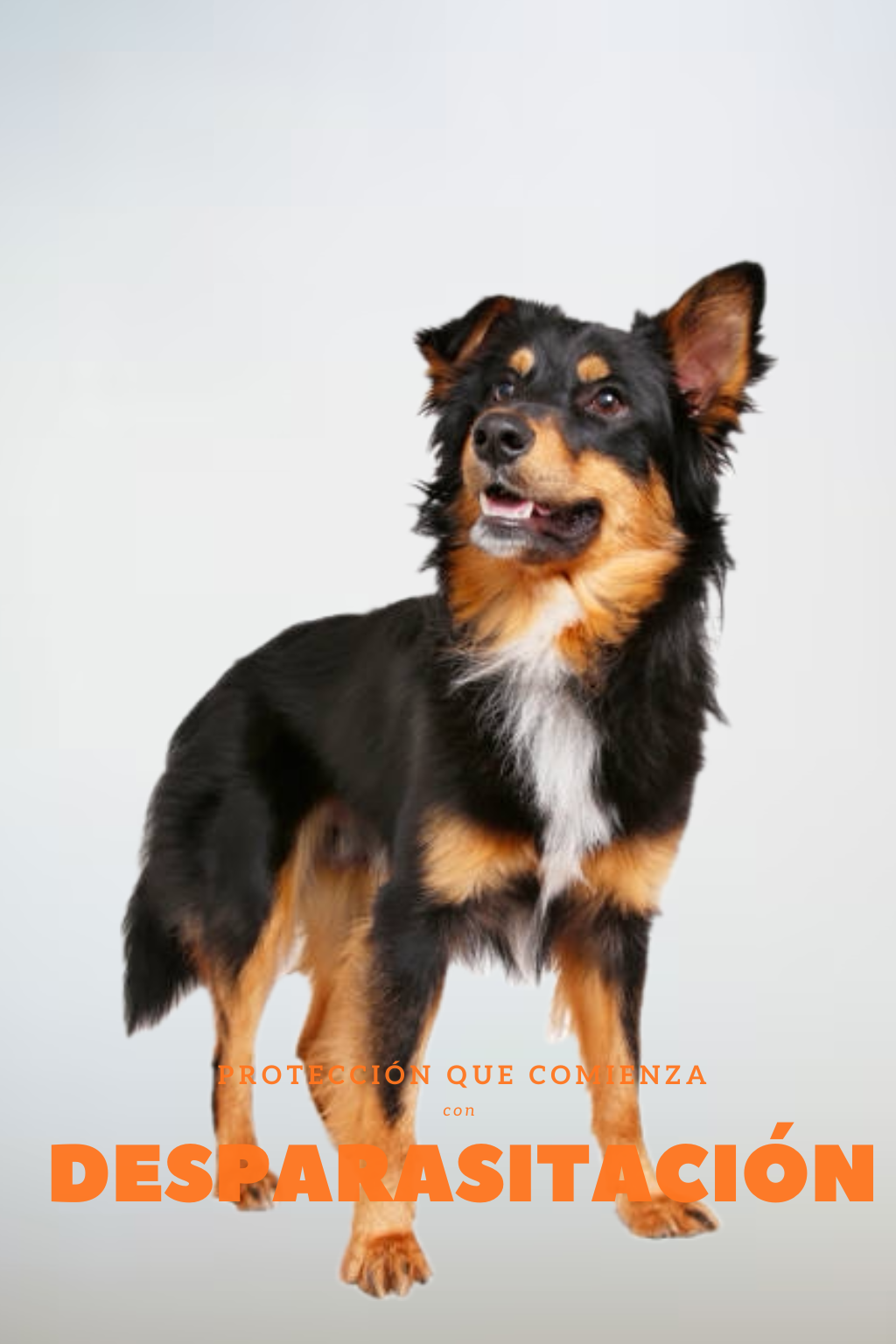 Antiparasitarios (internos y externos) Perros