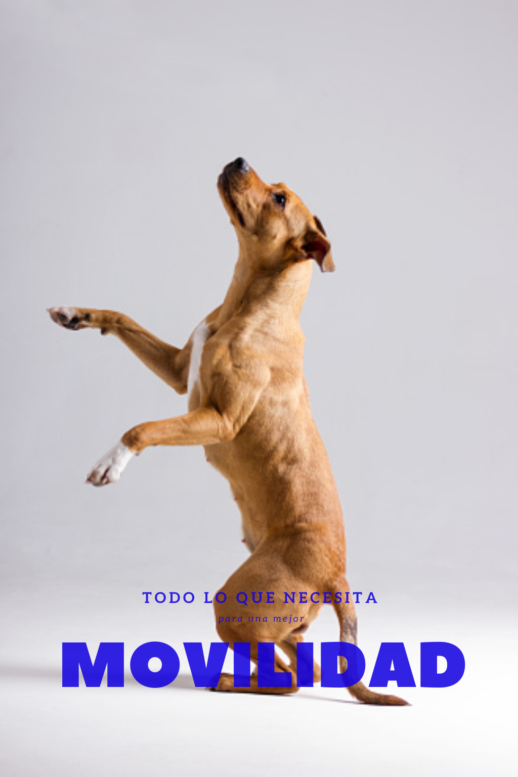 Articulaciones y movilidad perros